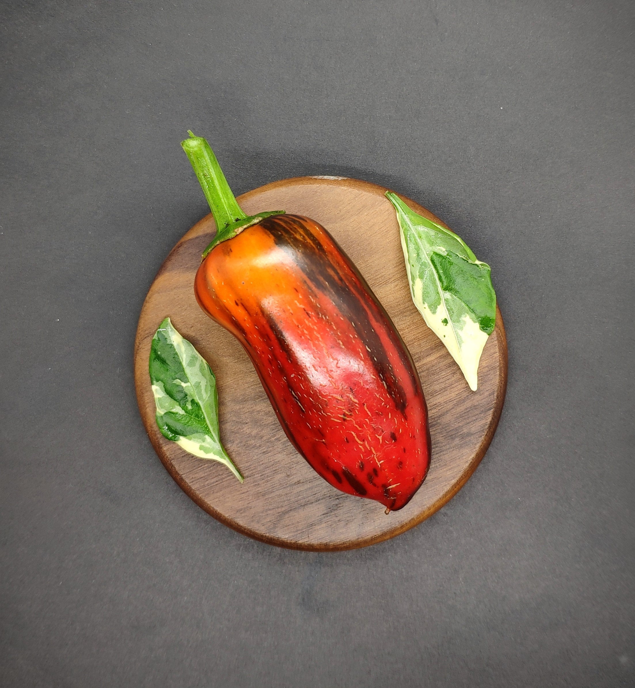 Mocha Swirl Pepper Seeds Pepper Merchant Rare and Unique Pepper